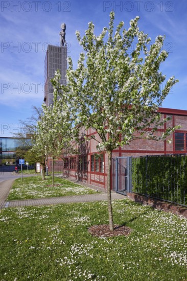 Blossoming apple trees (Malus) in front of the winding tower of Nordstern colliery in