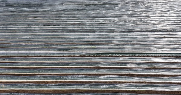 Asparagus field covered with foil, Beelitz, 26/03/2024