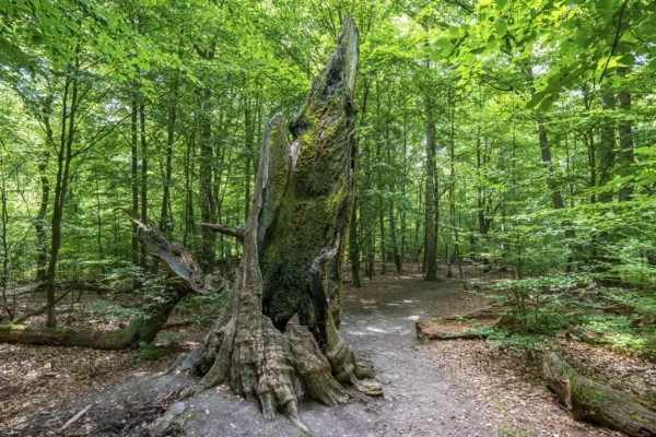 The Sababurg primeval forest, or primeval forest in the Reinhardswald, is a 95-hectare biotope