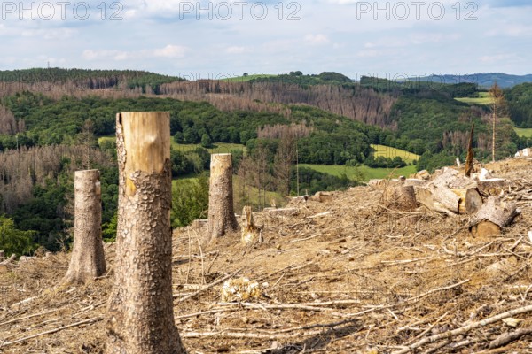 Forest dieback in Sauerland, north of Lüdenscheid, cleared area, diseased trees, over 70 per cent