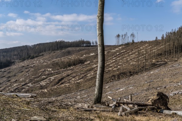 Cleared forest area north of the village of Öventrop, district of Arnsberg, dead spruce stands were