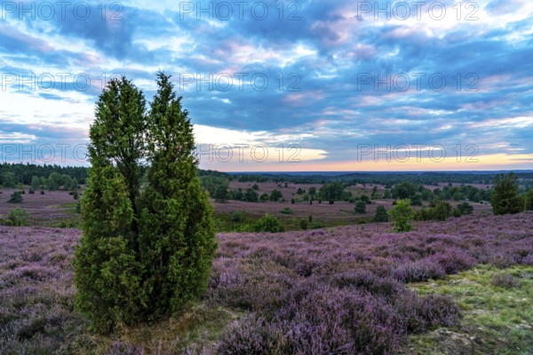 Heather blossom of the broom heather, in the Lüneburg Heath nature reserve, near Wilseder Berg,