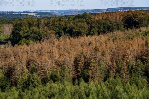 Forest dieback in the Arnsberg Forest, northern Sauerland, dead spruce trees, partly cleared