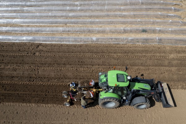 Asparagus farm, asparagus plant, planted in a field, with a planting machine, after a good year the