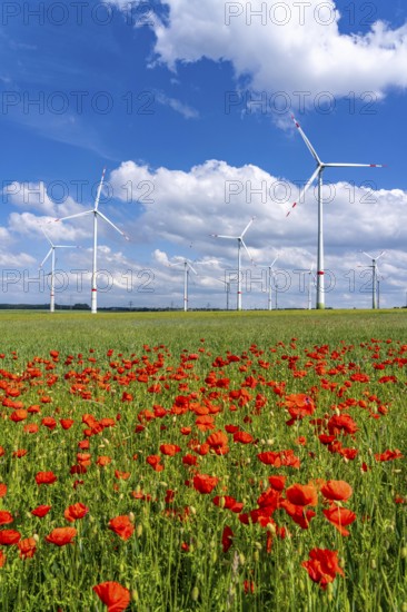 Wind farm, field with flower strips, insect-friendly border of fields with mixed flowers, poppies,