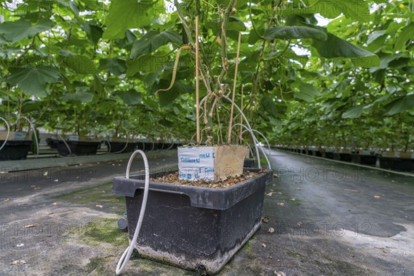 Cultivation of mini cucumbers, snack cucumbers, in a greenhouse, plants grow in substrate baskets,