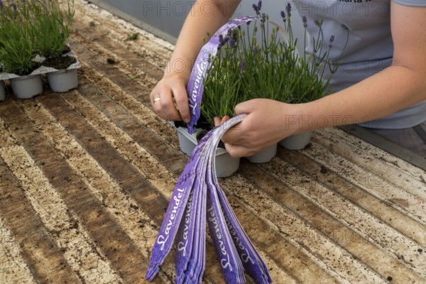 Horticultural business, lavender plants, in flower pots, outdoors, are packed to make them ready