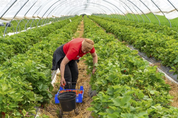 Harvesting strawberries, harvest helper, strawberry cultivation in the open field, under a foil