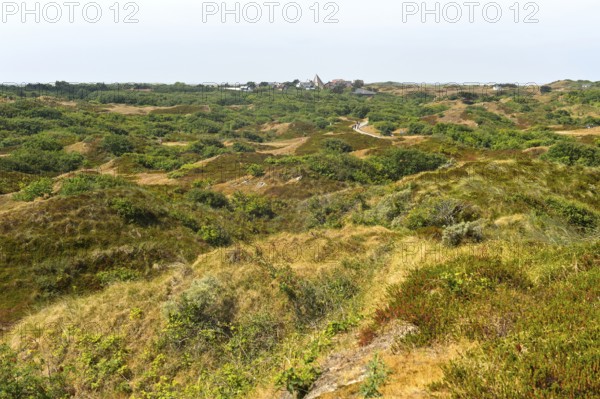 Landscape with brown dunes and crowberry stand on the East Frisian island of Spiekeroog, North Sea,