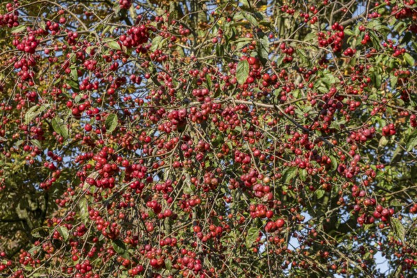 Ornamental apple (Malus spec.), Münsterland, North Rhine-Westphalia, Germany, Europe