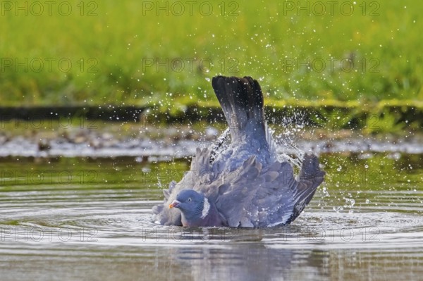 Common wood pigeon (Columba palumbus) bathing in water of pond