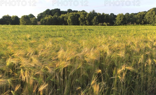Crop of barley growing in field, Shottisham, Suffolk Sandlings, England, UK