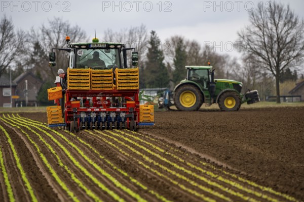 Lettuce plants, in press pots, they are planted in a field with a planting machine, agriculture,