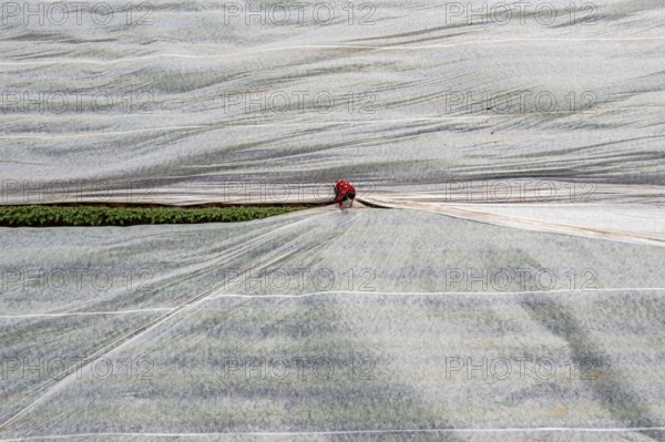 Potato field, fleece cover is removed, the fleece is intended to protect against weather