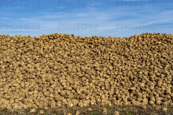 Agriculture, sugar beets are stacked at the edge of the field after harvesting, beet pile,