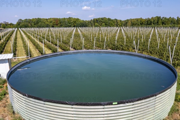 Fruit growing, berry crops, rainwater tank for plant irrigation, Germany, Europe