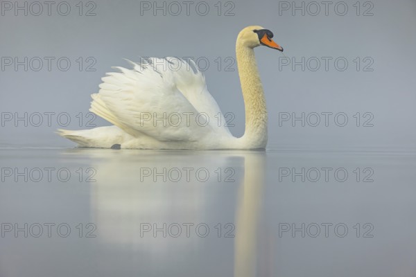 Mute swan, (Cygnus olor), romantic morning mood, Wagbachniederung, Wagh‰usl, Baden-Württemberg,