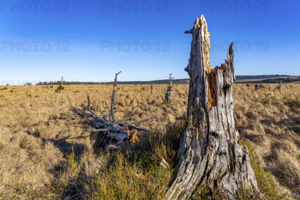 Noir Flohay ghost forest, remnants of a forest fire from 2011 in the High Fens, high moor, in the