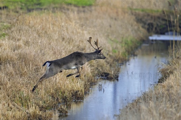 Fleeing European fallow deer (Dama dama) buck, male jumping over ditch, brook, running through