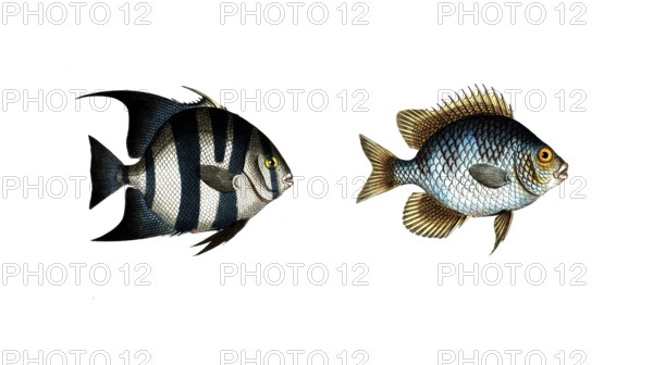 Fish, fishes, left: genus butterfly-fish, Chaetodon faber, the Smith, the Smith. right: genus
