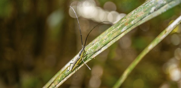 Flat-headed longhorned beetle (Taeniotes scalatus), sitting on a leaf, Corcovado National Park, Osa