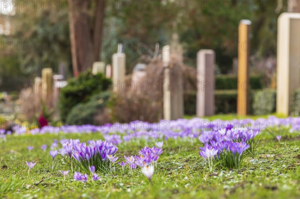 Crocuses (crocus) bloom between the graves at the Trinitatisfriedhof cemetery in Riesa, Saxony,
