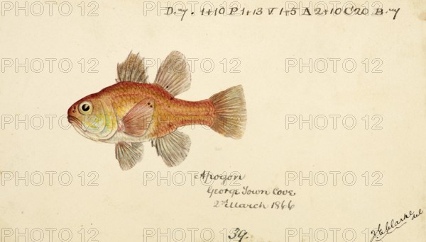 Vincentia conspera, Southern Cardinalfish, fish, reproduction of an original, by Frank Edward