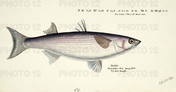 Mullet, Mugil cephalus, Mullet, fish, reproduction of an original, by Frank Edward Clarke (b. 1849,
