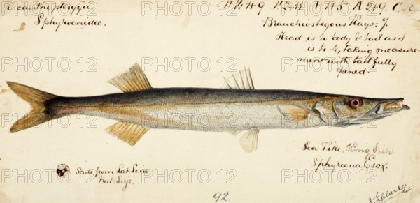 Australian barracuda, arrow barracuda, Australian sea pike, sea pike, snook, Sphyraena