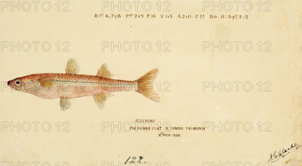 Sand smelt, a genus of Old World silversides, Athennidae, Atherine, fish, reproduction of an