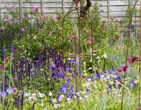 Plants in flower in small garden in summer, Suffolk, England, Uk