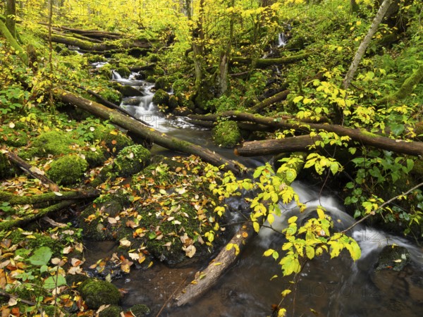 Hill Stream, the Schwartzbach, with autumn colour. The Rhön UNESCO Biosphere nature reserve, county