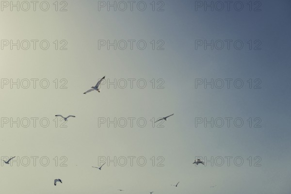 Seagulls off the coast of the Greek island of Skiathos, Greece, Europe