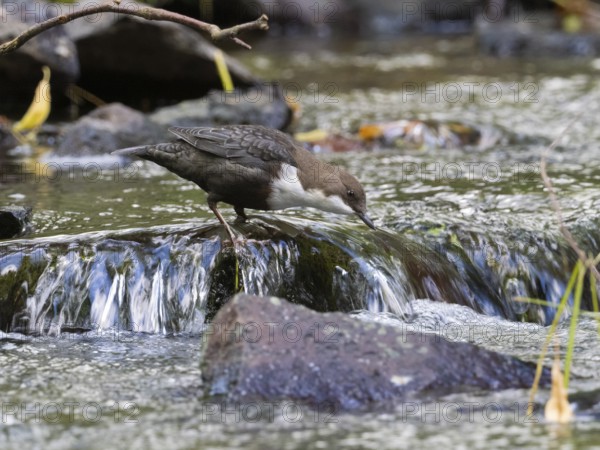 Common Dipper (Cinclus cinclus), adult bird perched on a stone in a hill stream, looking for food,