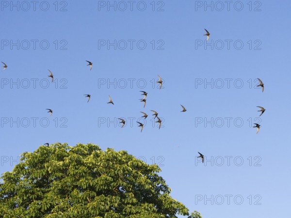 Common swift (Apus apus), flock in in flight, against a blue sky and above a tree, Hesse, Germany,
