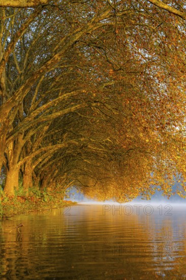 Autumn colours on the Platanen Allee, Hardenberg Ufer, lakeside path on Lake Baldeney, near Haus