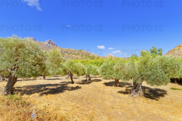 Centuries-old Olive grove, Preveli, Rethymno, Southern Crete, Crete, Greek Islands, Greece, Europe