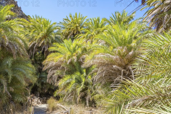 Preveli palm forest, Rethymno, Crete, Greek Islands, Greece, Europe