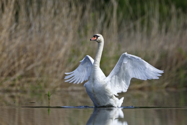 Mute swan (Cygnus olor), gander spreads its wings on the water, Flusslandschaft Peenetal nature