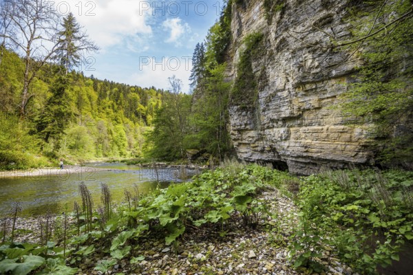 Steep cliffs and river, Wutach Gorge, Bonndorf, Baden-Württemberg, Black Forest, Germany, Europe