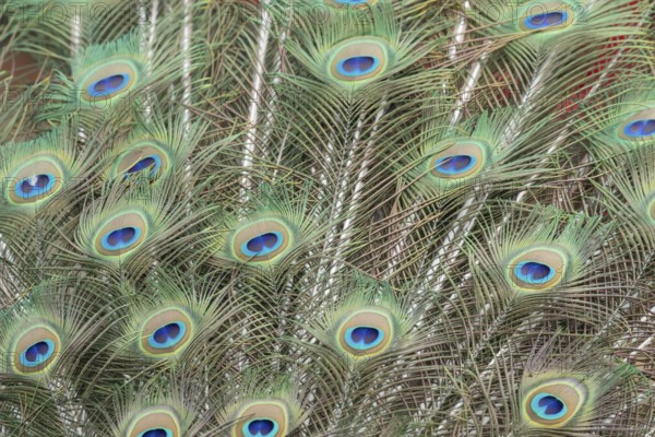 Indian peafowl or Peacock (Pavo cristatus) adult male bird displaying close up of its tail