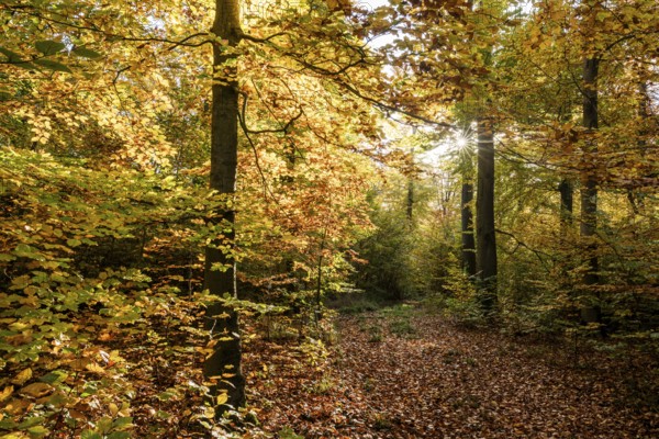 Beech forest, copper beech (Fagus sylvatica) in autumn with colourful leaves, backlit with sun