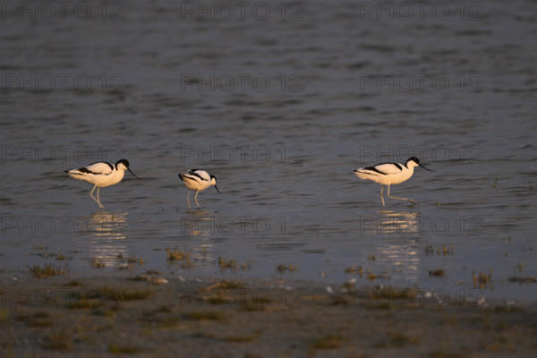 A group of Black-capped avocets (Recurvirostra avosetta) foraging at Warmsee lake, Lake Neusiedl