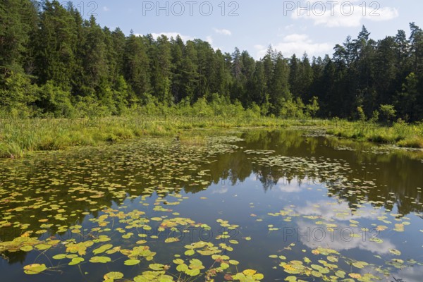 Quiet little lake with water lilies, surrounded by dense forests under a slightly cloudy sky, Lake
