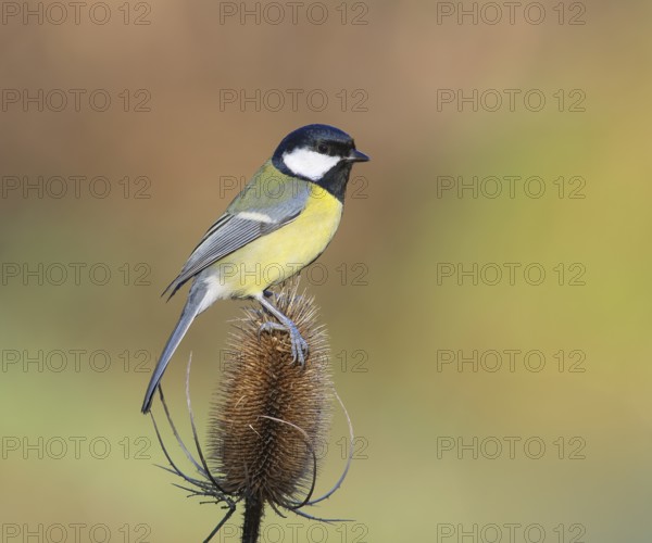 Great Tit (Parus major), male sitting on faded Wild teasel (Dipsacus fullonum) Wildlife, Animals,