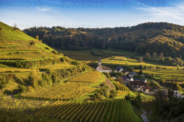 Hilly landscape and vineyards in autumn, near Vogtsburg, Kaiserstuhl, Baden-Württemberg, Germany,