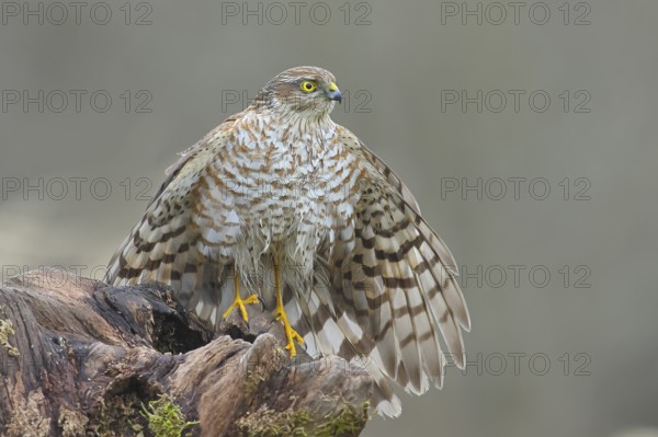 Sparrowhawk (Accipiter nisus) male, plumage drying, sitting on a root, wildlife, bird of prey,