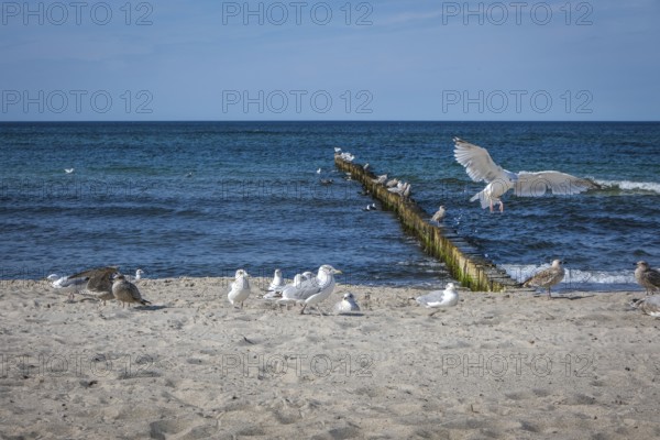 Graal-Müritz, Mecklenburg-Western Pomerania, Germany, Seagulls on the sandy beach of the Baltic Sea