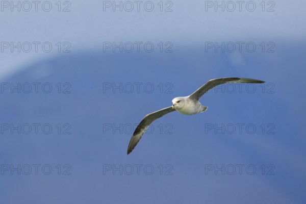 Northern fulmar (Fulmarus glacialis), Spitsbergen, Longyearbyen, Svalbard / Spitsbergen, Norway,