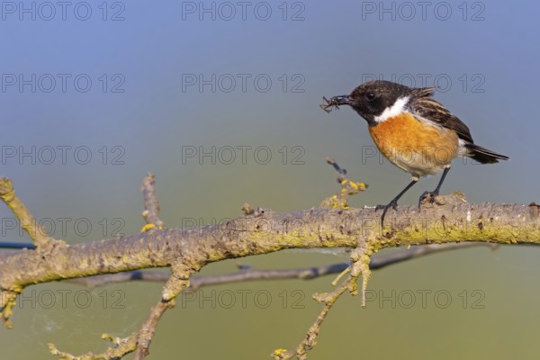 Stonechat, (Saxicola torquata), foraging, male, Bad D¸rkheim district, Eich, Rhineland-Palatinate,